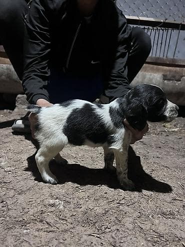 бенгальская кошка домашняя: Щенок с черно-белым окрасом, коротким хвостиком и плотным костяком — 6