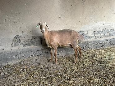 кой сойушка: Продаю | Овца (самка) | Для разведения — 3