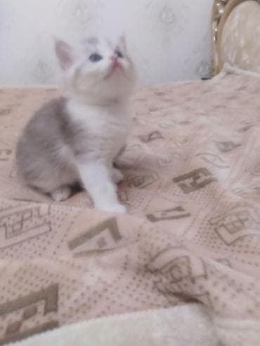 котенок сфинкса: Очаровательный котёнок шотландский скотиш страйт,небесно‑голубыми — 8