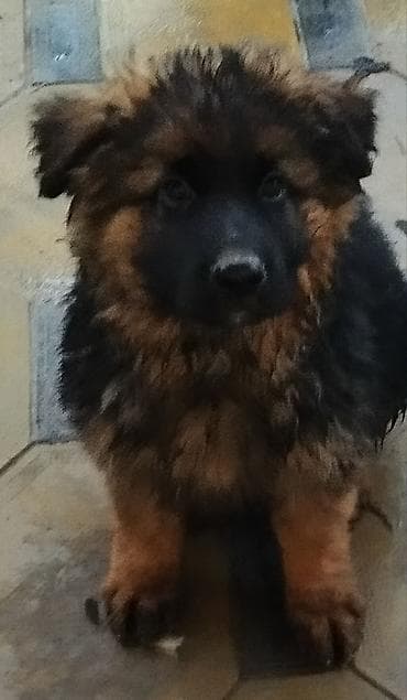 купить фокстерьера: Немецкая овчарка, 1 месяц, Самка, С прививкой, С родословной — 4