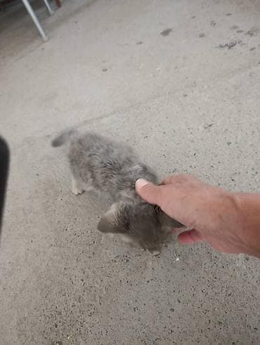 Үй жаныбарлары: Отдаётся котёнок: мальчик, около 1 месяца. Нашли на улице. Быстро — 3