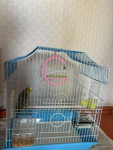 cat sofa: Клеткивместе с попугаем,для волнистых попугаев (2 модели, красная и — 1