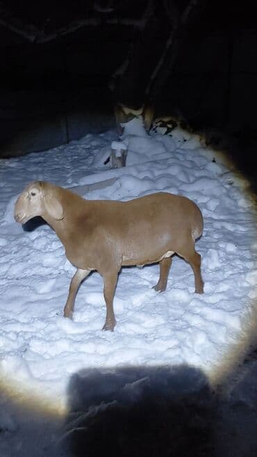 объявления о найденных животных: Продаю | Ягненок, Баран (самец) | Арашан | Для разведения | Племенные, Осеменитель — 4