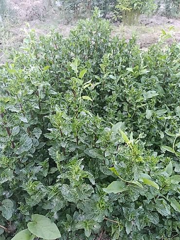 Дом и сад: Мята чайная. - Ароматная мята с выраженным ментоловым вкусом. - Кусты — 3