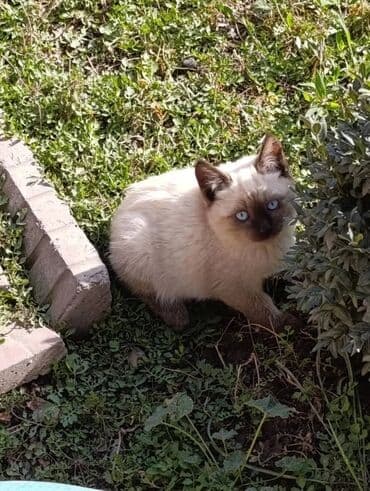 возьму собаку в добрые руки: 🐾 Очаровательные котята ищут добрые руки! Наша кошка снова стала — 6