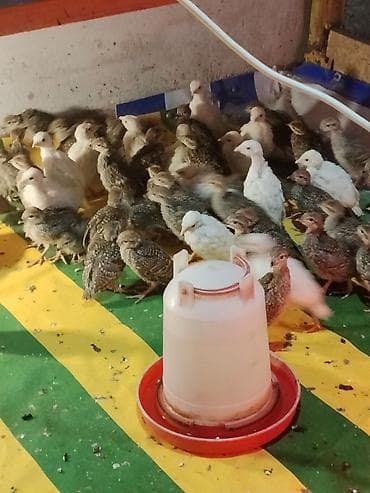 А/ч жаныбарлары үчүн тоюттар: Продаю цыплят белого и серого кеклика — 2