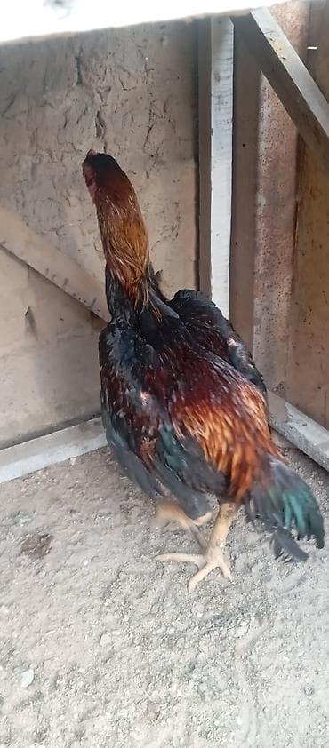 рака: Продаю | Петух | Бойцовая | Для разведения — 4