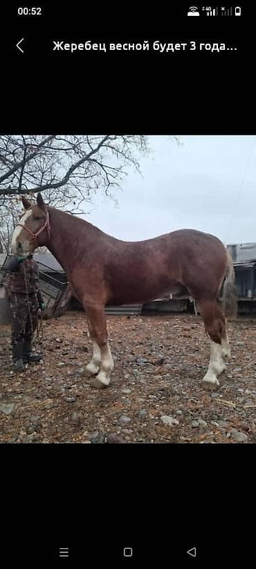 жеребец пони: Продаю | Жеребец | Для разведения | Племенные — 2