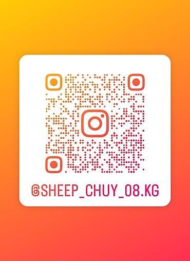 тенис стол: 🐑 Бесплатная реклама овец в Instagram !!! 📈 60К+ просмотров в месяц 🔥 — 2