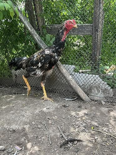 тр 40: Продаю | Петух | Бойцовая, Дакан | Для разведения — 4