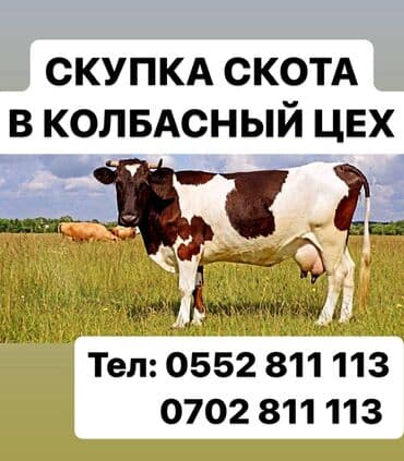 продажа коня: Куплю | Коровы, быки, Лошади, кони | На забой, на мясо — 2
