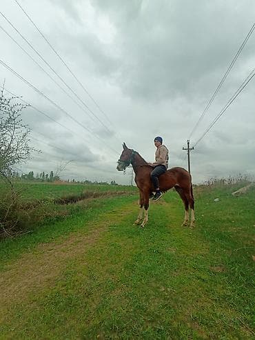 Айыл-чарба жаныбарлары: Сатам | Тай | Аргын | Ат спорту | Асыл тукумдуу — 2
