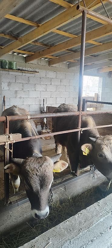 токмок животные: Продаю | Бык (самец) — 2