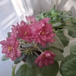 цветы гипсофилы: Цветущие фиалки сорта "Малахитовая роза", Арапаха, "Ах, Настасья!" — 6