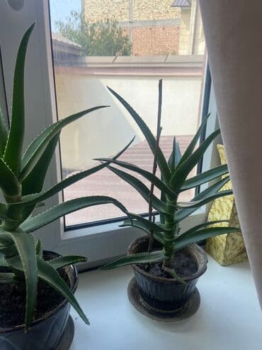 Алоэ 1 шт 500 сом