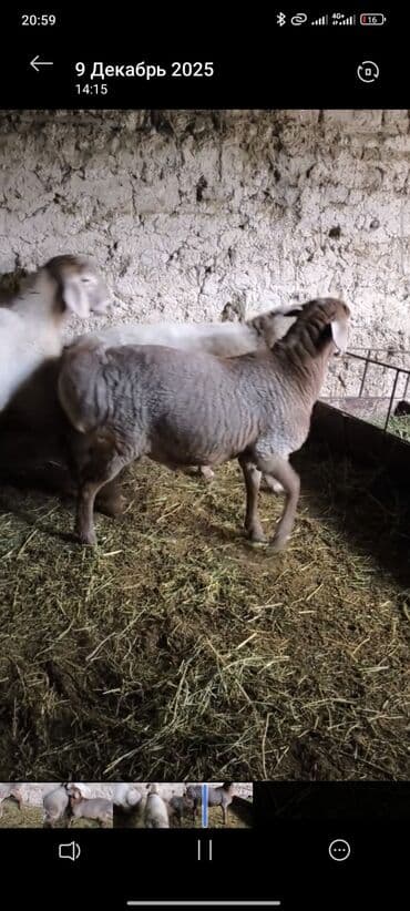 купить элитного щенка немецкой овчарки: Продаю | Баран (самец) | На забой | Племенные — 7