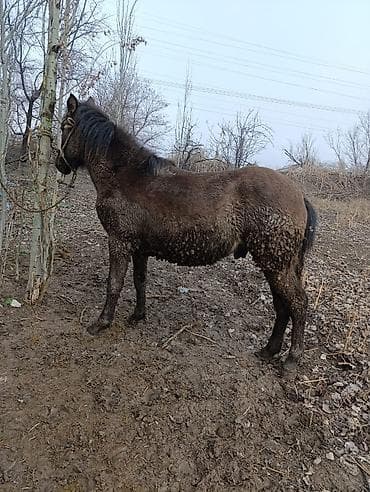 номер приюта для животных бишкек: Продаю | Конь (самец) | Рабочий — 4