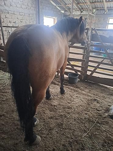 продажа лошадей в россии: Продаю | Жеребец | Рабочий — 6