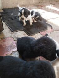 животные в добрые руки: Дворняшки 7 октября родились .даром . район турбазы Бишкек.мама и — 2