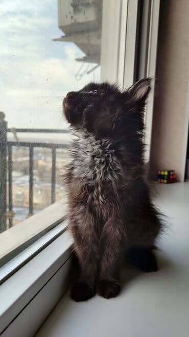 белая шотландская вислоухая кошка: Беспородная, 1 месяц, Девочка, Черный, Приучена к лотку — 2