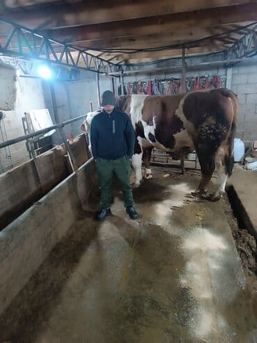 домашние щенки: Продаю | Бык (самец) | Для разведения | Племенные — 1