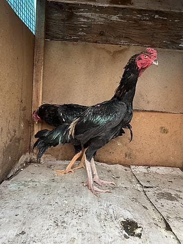 дакан шамо: Продаю | Петух | Бойцовая | Для разведения, Для боев — 4