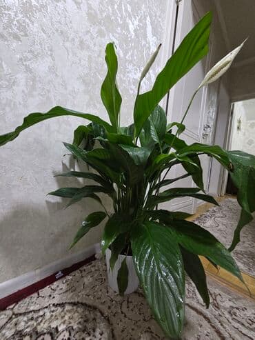 аквариум с рыбой: Бегония клубневая в горшке - Пышный куст с крупными махровыми — 16