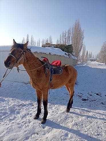 боос кой: Продаю | Конь (самец) | Полукровка | Для разведения — 2