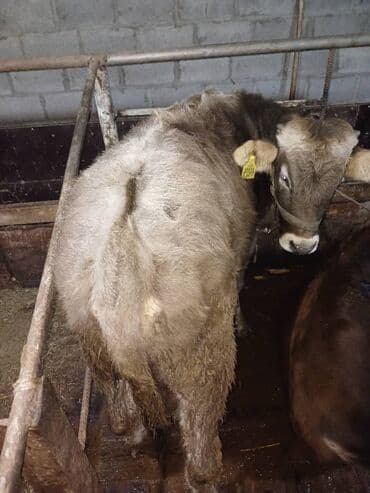 собачий дом: Сатам | Бука (эркек) | Бордоп семиртүү үчүн | Байланган — 4