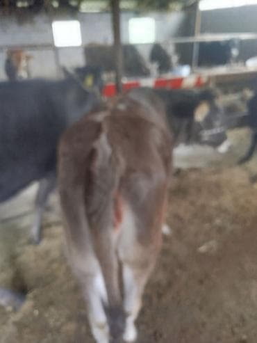 корова стелная: Продаю | Тёлка | Для разведения | Нетель — 4