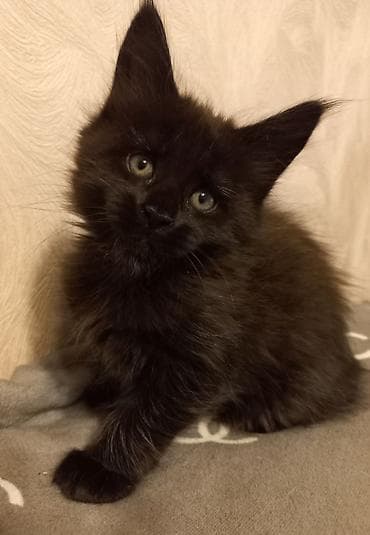 кошка серый: Спешите забронировать крупных котят породы мейн-кун от красивой пары — 5