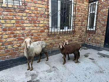 козу ягнята: Продаю | Овца (самка) | Для разведения | Матка — 7