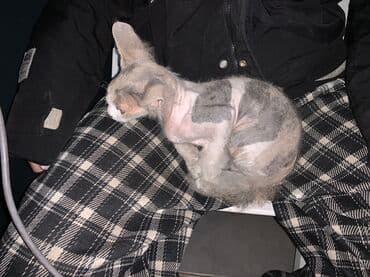 Грызуны: Кошка породы девон-рекс (предположительно). Компактная, с крупными — 2