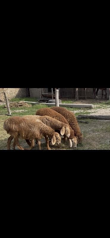 Продаю | Овца (самка) | Арашан | Для разведения | Племенные