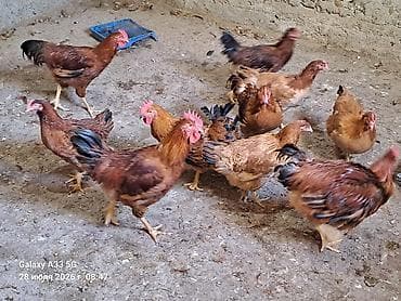 животные кошки: Продаю | Куры — 3
