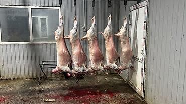 распил мясо: Баранина мясо — цельные туши и разруб на выбор. Ассортимент по фото — 8