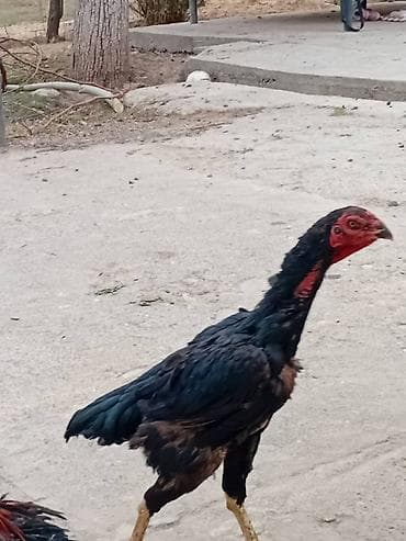 дакан петух: Продаю | Куры | Бойцовая | Для разведения — 5