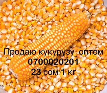 Кукуруза Оптом