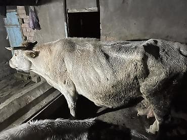 Грызуны: Продаю | Корова (самка) | Для молока | Привязанные — 2