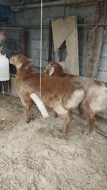 ош иттер: Сатам | Ургаачы кой (ургаачы) | Арашан | Көбөйтүү үчүн | Токту — 3