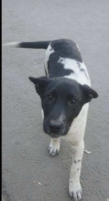 шпиц померанский цена: Пристраивается очень умный щенок, 5 месяцев, кобель, ласковый к людям — 1