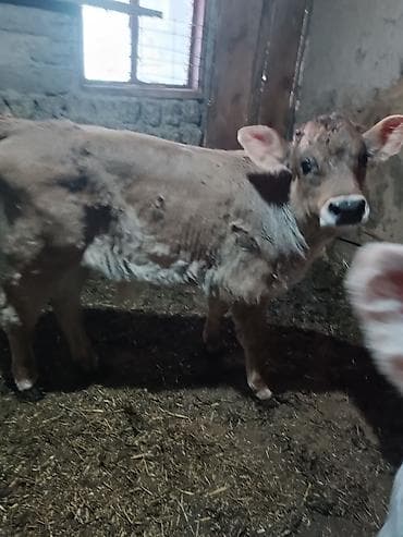 вест терьер: Продаю | Бык (самец) | Швицкая | Для разведения | Искусственник — 2