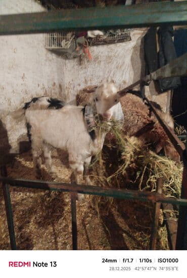 козу сатылат бишкек: Сатам | Эчки (ургаачы) | Аргын | Көбөйтүү үчүн — 10