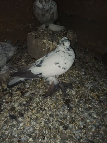 корм витакрафт для волнистых попугаев: Продаю голубей все вольные есть и закрытые на продажу есть и самцы и — 9