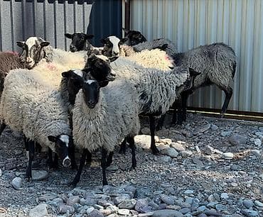 ош ишкаван: Сатам | Козу | Гиссар, Долан, Арашан | Көбөйтүү үчүн | Асыл тукумдуу, Жасалма жол менен боозутуу, Токту — 3