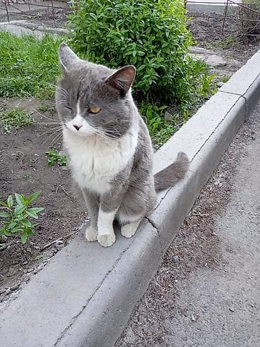 сиямские кошки: Мальчик — 5