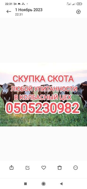 сх животные: Сатып алам | Уйлар, букалар, Жылкылар, аттар, Башка а/ч жаныбарлары | Күнү-түнү, Бардык шартта, Союлган — 1