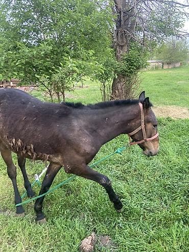 сары булун: Эркек 1 жаш тай — 5