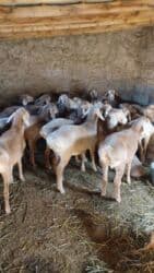 продаю кролов: Продаю | Овца (самка), Ягненок | Арашан | Для разведения | Племенные, Матка — 2