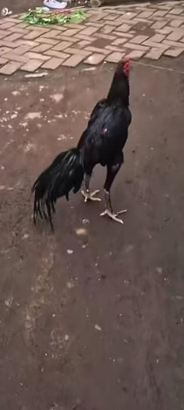 гуси линда: Продаю | Петух | Бойцовая | Для разведения — 10